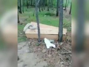 Мэрия Якутска: В районе Птицефабрики обнаружены несанкционированные захоронения и пустые гробы