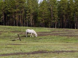 Минэкологии Якутии планирует приобрести лесотехнику на 85 миллионов для защиты от пожаров