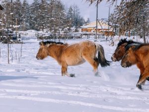 До -5 градусов потеплеет в Якутии 26 февраля