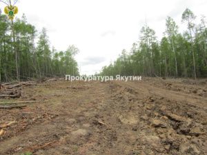 В Якутии незаконно вырубили деревья бульдозером