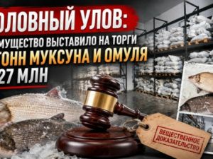 Уголовный улов: Росимущество выставило на торги 30 тонн муксуна и омуля на 27 млн