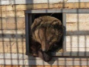 Бурые медведи в зоопарке «Орто-Дойду» проснулись