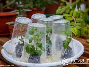 Джунгли в Якутии:  Северный ботанический сад собрал богатую коллекцию тропических растений