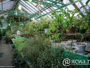 Джунгли в Якутии:  Северный ботанический сад собрал богатую коллекцию тропических растений