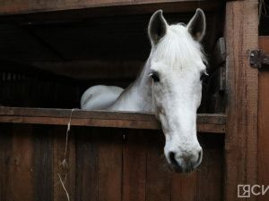Лошади клуба «Золотая подкова» в Мархе могут не пережить эту зиму
