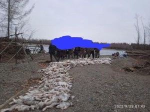 В минэкологии Якутии начали проверку по добыче зайца в большом количестве
