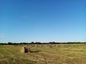 Свыше 14 тысяч тонн кормов заготовлено в Хангаласском улусе