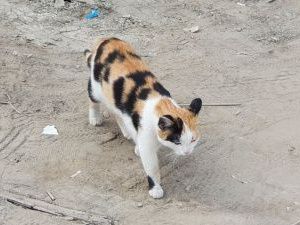 В Якутске пройдет ярмарка по пристройству бездомных животных