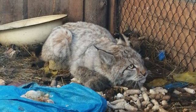 Амгинскую рысь выпустят на волю в «Кэнкэмэ»