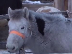 Сунтарского жеребенка с уникальным окрасом передадут в туристический комплекс