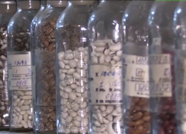 В криохранилище в Якутске разместят семена растений из зарубежных стран