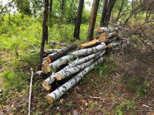 У реки Синяя мужчина вырубил полгектара деревьев, чтобы построить турбазу