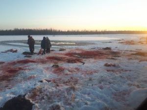 Беда у татинского фермера — скот ушел под лед