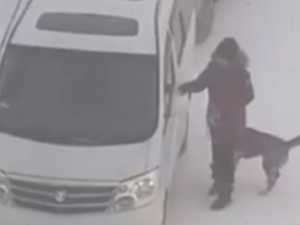 Собака в вольере, которую увезла женщина с кувалдой, оказалась «подсадной»