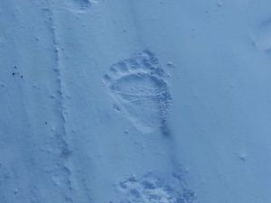 В Алданском районе медведь-шатун напал на охотника и загрыз его собаку. Хищника ликвидировали