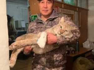 В Якутии спасли рысь, попавшую в капкан