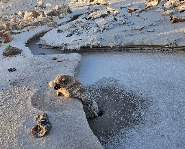Пожарные Усть-Куйги спасли примерзшую ко льду собаку