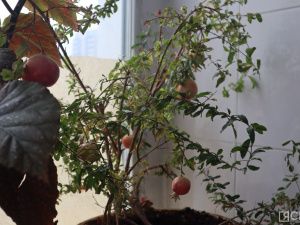 На Крестьянском рынке Якутска вырастили гранат