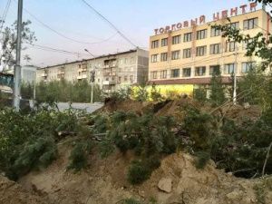 МКУ «Главстрой»: ущерб от вырубки деревьев в ходе дорожных работ будет восстановлен