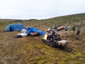 19 человек задержаны за незаконный сбор бивней мамонта