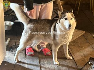 Жительница Якутска натравила собаку на девушку-участкового: Животное выполнило команду и укусило