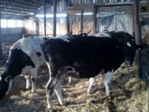 В Якутии осужден предприниматель, растративший субсидию, выделенную на строительство коровника