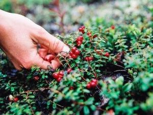 В Якутии установлены сроки сбора ягод
