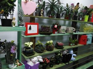 Цветы Эдема расцвели в снежном Алдане