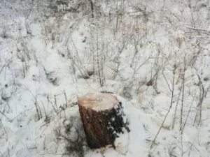 На жителя Мегино-Кангаласского улуса, вырубившего 88 лиственниц, завели дело