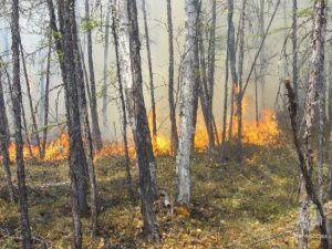 В двух районах Якутии высокий риск лесных пожаров