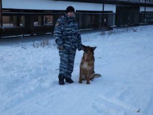 Собака Лайза вывела полицию на след злоумышленников