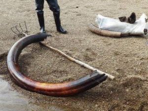 В Якутии в 2020 году продали две тонны бивней мамонта