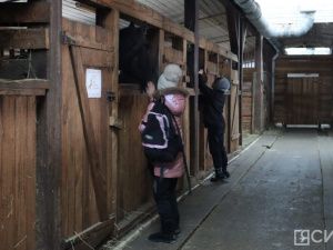 Лошади клуба «Золотая подкова» в Мархе могут не пережить эту зиму