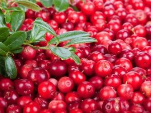 Свежее поступление якутской брусники