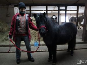 Лошади клуба «Золотая подкова» в Мархе могут не пережить эту зиму