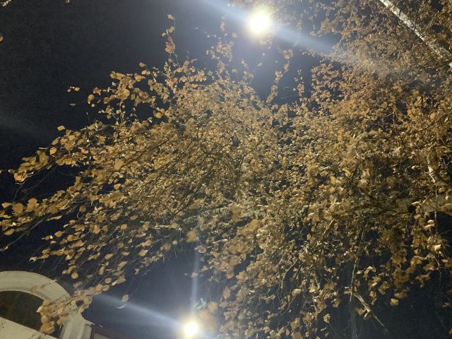 Якутск зашумел «весенней» листвой. Наука просит не пугаться