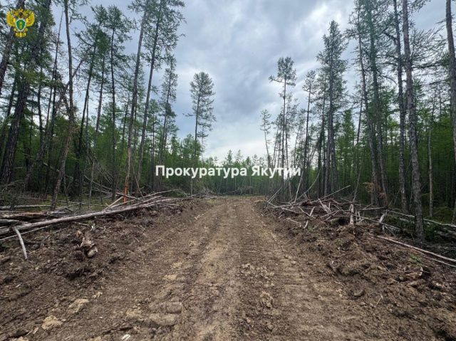 В Хангаласском районе мужчина осужден за незаконную рубку лесных насаждений в особо крупном размере