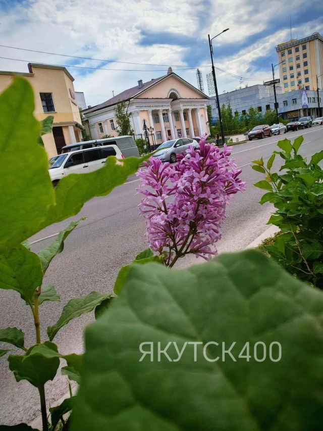 Фотофакт. На проспекте Ленина в Якутске впервые зацвела сирень! 