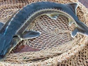 Житель Якутии незаконно поймал четырех сибирских осетров