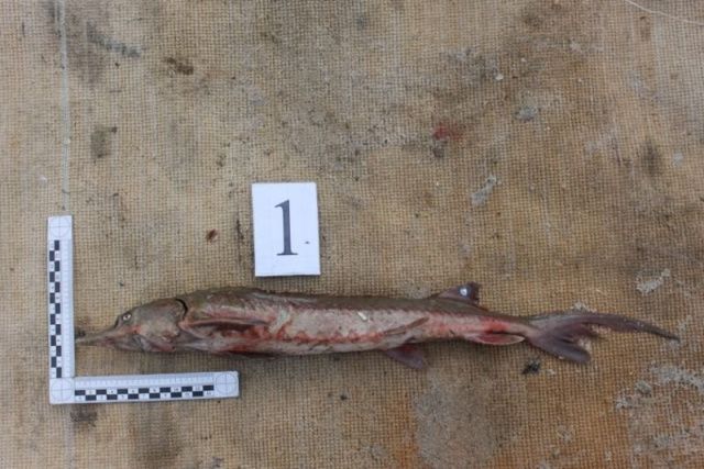 У реки Вилюй задержали рыбаков-браконьеров. Ущерб оценен в 350 тысяч рублей