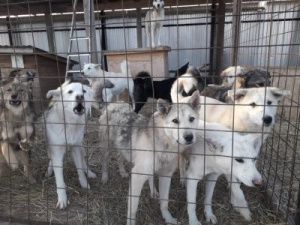 Евгений Григорьев: "Денег на содержание собак хватит всего на три месяца"
