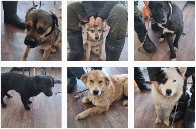 18 апреля в Якутске пройдёт акция «Бешенству - нет!»