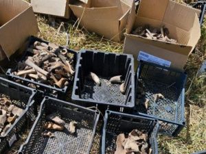 Археологические раскопки по улице Чернышевского в Якутске продлятся до конца сентября