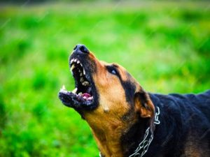 Администрация Олекминска выплатила 500 тысяч рублей компенсации за укушенного безнадзорной собакой ребенка