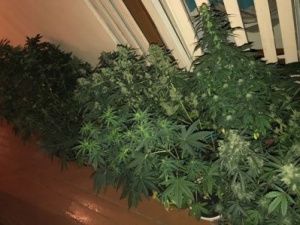 В квартире нерюнгринца изъяли наркотики и 20 кустов конопли