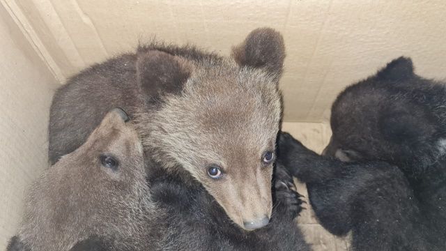 Трёх медвежат спасли в Мирнинском районе — теперь они летят во Владивосток авиакомпанией «Якутия»! 