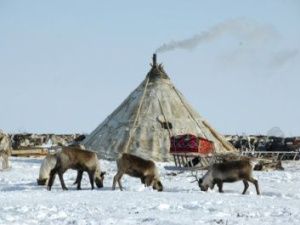 Предоставление земельного участка представителям коренных малочисленных народов Севера осуществляется в установленном законодательством порядке
