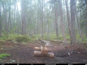 "Засадный охотник": Ястреба-тетеревятника сфотографировали в нацпарке "Ленские столбы"