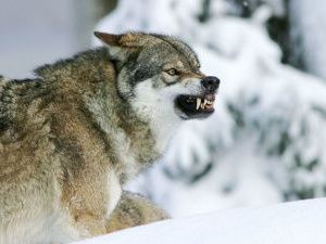 Охотникам-волчатникам Хангаласского улуса увеличили стимулирующие выплаты