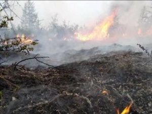 В Якутии действует 183 природных пожара